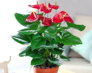 How to Cultivate Healthy Flamingos (Flamingo Care Guide) 1