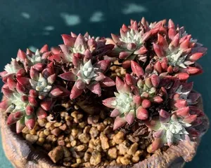 Planting and Care of White Succulent Daisy (Creating an Ideal White Succulent Daisy) 2