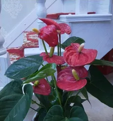 How to Cultivate Healthy Flamingos (Flamingo Care Guide) 2