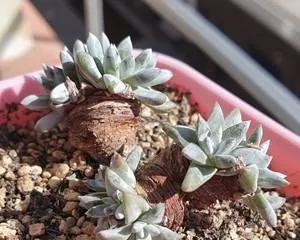 Planting and Care of White Succulent Daisy (Creating an Ideal White Succulent Daisy) 3