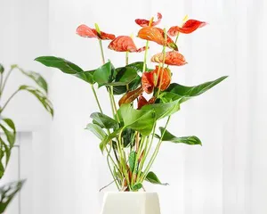 How to Cultivate Healthy Flamingos (Flamingo Care Guide) 3