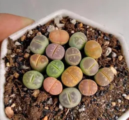 多肉屁股的养殖与养护（肥硕可爱，养护简单！）1