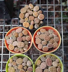 多肉屁股的养殖与养护（肥硕可爱，养护简单！）2