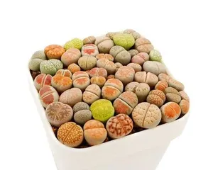 多肉屁股的养殖与养护（肥硕可爱，养护简单！）3