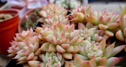 Cultivation Methods and Care Tips for Echeveria 