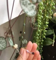 Growth and Care of String of Hearts (Creating a Lively Succulent Jungle)1
