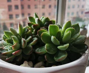 Cultivation Methods and Care Tips for Echeveria 