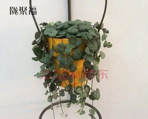 Growth and Care of String of Hearts (Creating a Lively Succulent Jungle)2