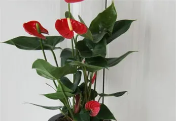 Home Care for Anthurium (Create a Beautiful Home, Master These 4 Care Tips) 1