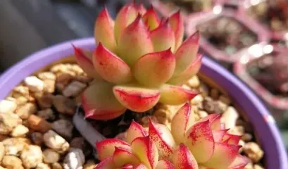 Cultivation Methods and Care Tips for Echeveria 