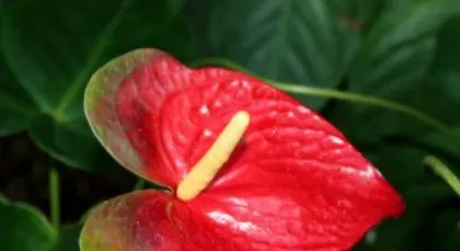 Home Care for Anthurium (Create a Beautiful Home, Master These 4 Care Tips) 2