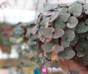 Growth and Care of String of Hearts (Creating a Lively Succulent Jungle)3