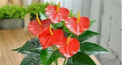 Home Care for Anthurium (Create a Beautiful Home, Master These 4 Care Tips) 3