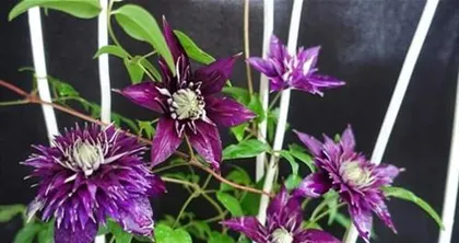 Perennial Vining Flowers: Planting and Care (The Secret to a Beautiful Garden) 1