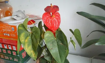 Indoor Anthurium, what you must know! (Toxicity, suitable growing environment, and care tips) 1