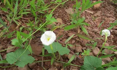 Perennial Vining Flowers: Planting and Care (The Secret to a Beautiful Garden) 2