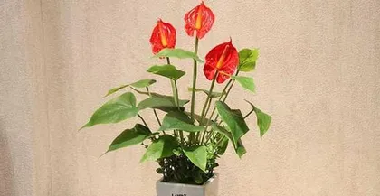 Indoor Anthurium, what you must know! (Toxicity, suitable growing environment, and care tips) 2
