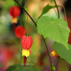 Perennial Vining Flowers: Planting and Care (The Secret to a Beautiful Garden) 3