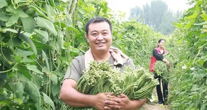 Planting Time and Precautions for Southern Beans (Planting Methods and Care Techniques for Southern Beans in Different Months) 1