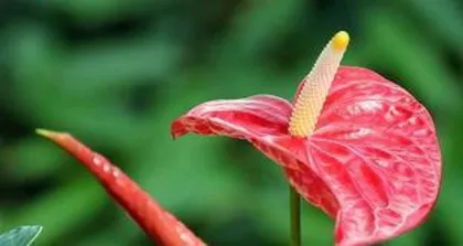 Indoor Anthurium, what you must know! (Toxicity, suitable growing environment, and care tips) 3