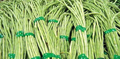 Planting Time and Precautions for Southern Beans (Planting Methods and Care Techniques for Southern Beans in Different Months) 2