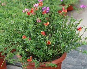 Planting and Care of Perennial Woody Flowers (An Essential Guide to a Beautiful Garden) 1