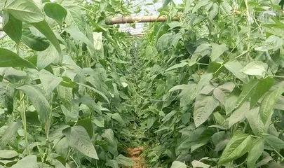 Planting Time and Precautions for Southern Beans (Planting Methods and Care Techniques for Southern Beans in Different Months) 3