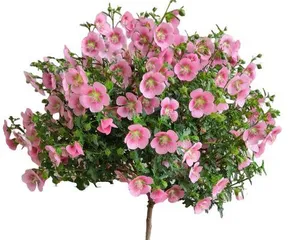 Planting and Care of Perennial Woody Flowers (An Essential Guide to a Beautiful Garden) 2