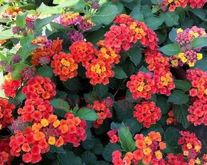 Planting and Care of Perennial Woody Flowers (An Essential Guide to a Beautiful Garden) 3