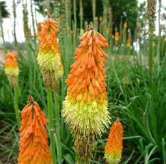 Perennial Flowers Planting and Maintenance (Types, Growing Environment, Daily Care and Propagation Methods) 1