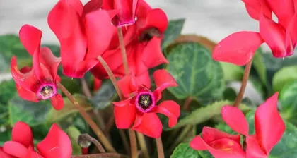 Perennial Flowers Planting and Maintenance (Types, Growing Environment, Daily Care and Propagation Methods) 2