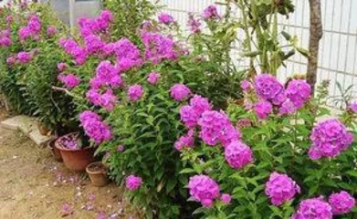 Perennial Flowers Planting and Maintenance (Types, Growing Environment, Daily Care and Propagation Methods) 3