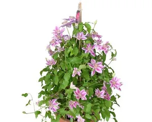 Types and Care Tips for Perennial Herbaceous Flowers (From Anthurium to Lilac, Making You Fall in Love with These Evergreen Beauties) 1