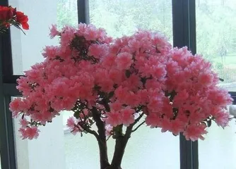 Care Tips for Succulent Roel (Creating Beautiful Small Succulents, A Detailed Guide from Seedling to Cultivation) 2