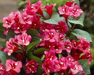 Types and Care Tips for Perennial Herbaceous Flowers (From Anthurium to Lilac, Making You Fall in Love with These Evergreen Beauties) 2