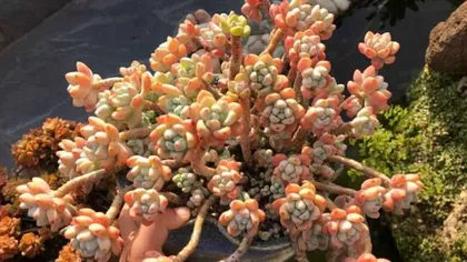 Care Tips for Succulent Roel (Creating Beautiful Small Succulents, A Detailed Guide from Seedling to Cultivation) 3