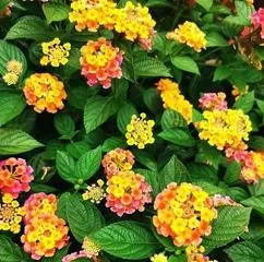 Types and Care Tips for Perennial Herbaceous Flowers (From Anthurium to Lilac, Making You Fall in Love with These Evergreen Beauties) 3