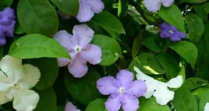 Exploring whether plants like shade or sunlight (Sunlight or Shade? Uncovering the secrets of plant care) 2