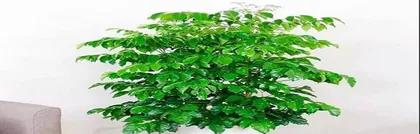 Exploring whether plants like shade or sunlight (Sunlight or Shade? Uncovering the secrets of plant care) 3