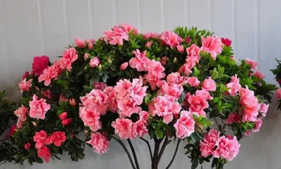 How to Care for Azaleas in Summer (Summer Azalea Cultivation Methods and Key Precautions)1