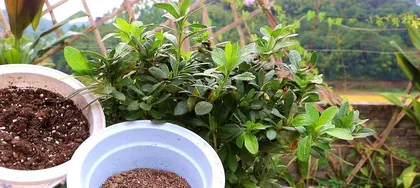 How to Care for Azaleas in Summer (Summer Azalea Cultivation Methods and Key Precautions)2