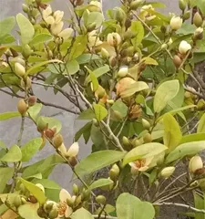 Indoor planting, Michelia in full bloom (Is Michelia suitable for indoor cultivation? How to care for it correctly?) 1