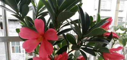 How to Care for Azaleas in Summer (Summer Azalea Cultivation Methods and Key Precautions)3