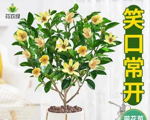 Indoor planting, Michelia in full bloom (Is Michelia suitable for indoor cultivation? How to care for it correctly?) 2