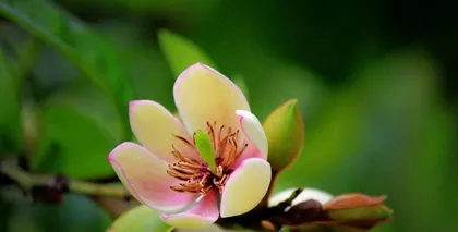 Indoor planting, Michelia in full bloom (Is Michelia suitable for indoor cultivation? How to care for it correctly?) 3