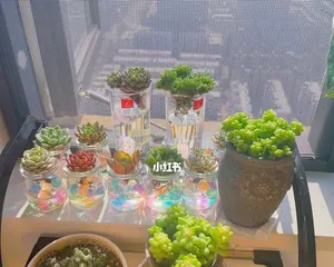 多肉植物的水培方法与注意事项（打造美丽盆景，让多肉开心生长）1