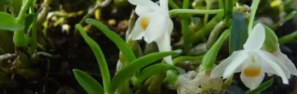 Application of Carbendazim in Dendrobium Care (Exploring the Promoting Effect of Carbendazim on Dendrobium Growth) 1