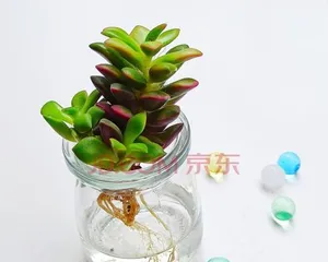 多肉植物的水培方法与注意事项（打造美丽盆景，让多肉开心生长）2