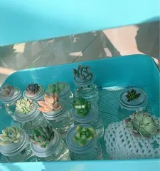 多肉植物的水培方法与注意事项（打造美丽盆景，让多肉开心生长）3