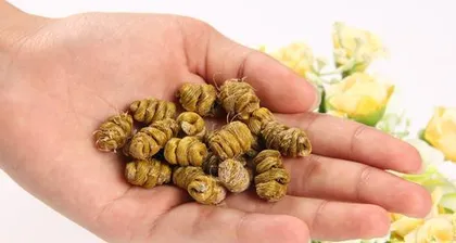 Application of Carbendazim in Dendrobium Care (Exploring the Promoting Effect of Carbendazim on Dendrobium Growth) 2